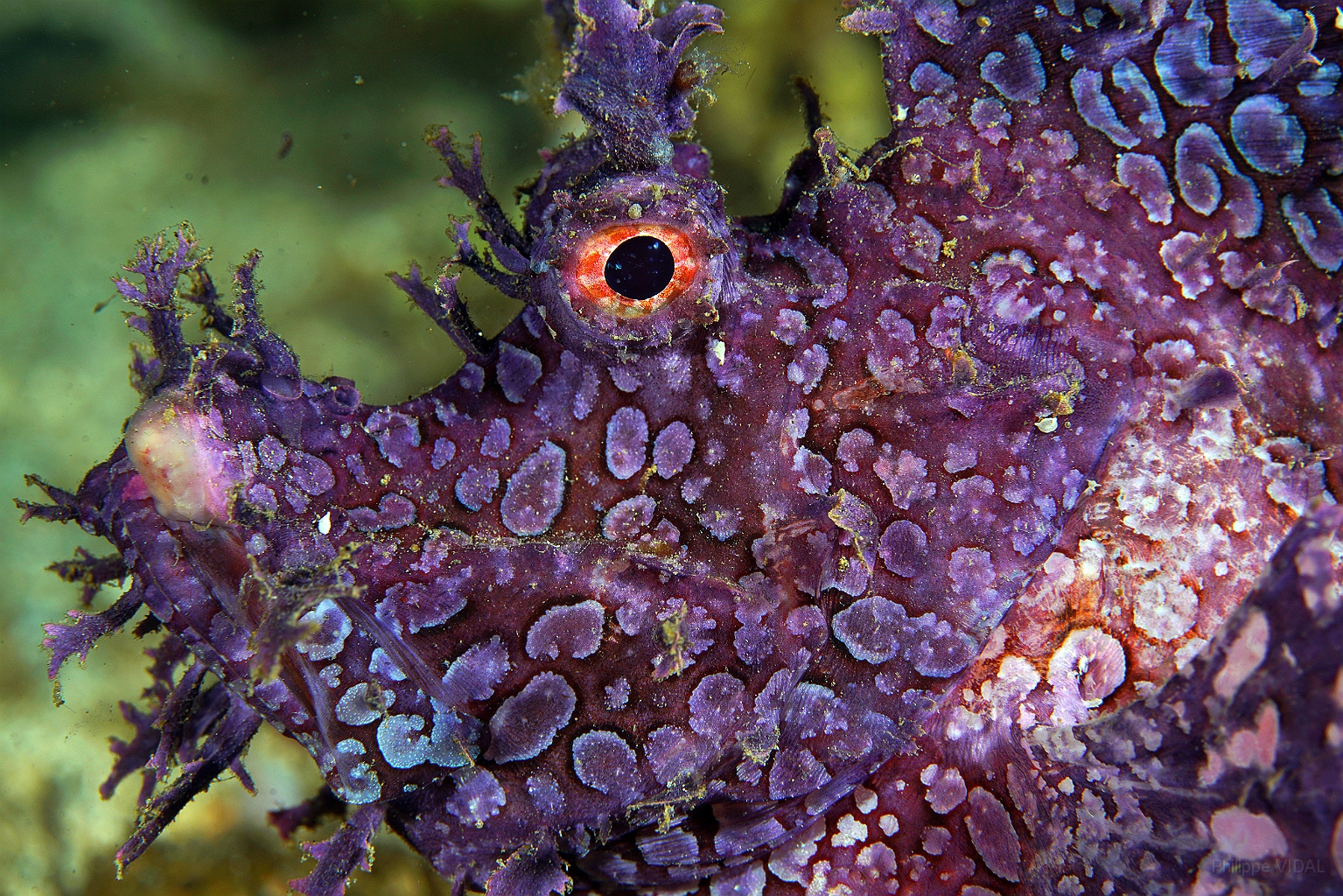 Banda Sea 2018 - DSC05620_rc - Weedy scorpionfish - poisson scorpion feuillu - Rhinopias frondosa.jpg